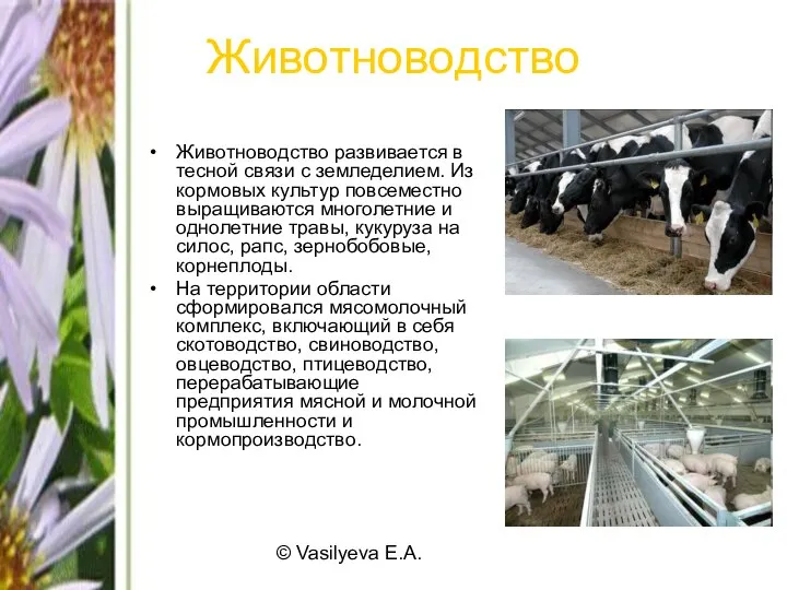 © Vasilyeva E.A. Животноводство Животноводство развивается в тесной связи с земледелием.