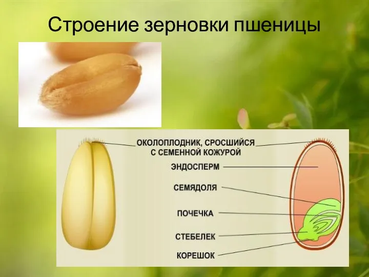 Строение зерновки пшеницы