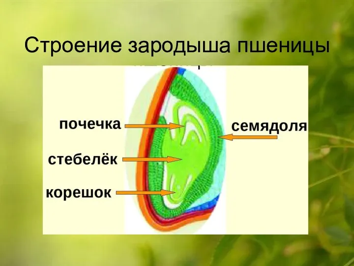 Строение зародыша пшеницы