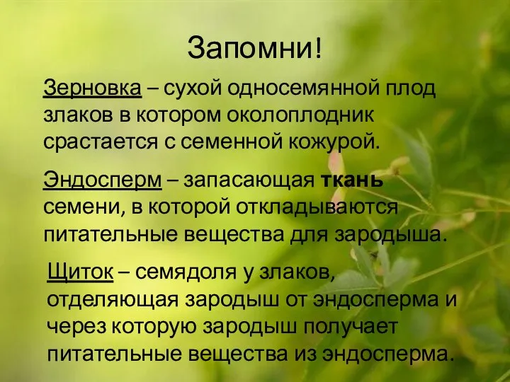 Запомни! Зерновка – сухой односемянной плод злаков в котором околоплодник срастается