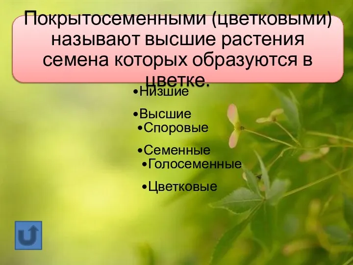 Растения Низшие Высшие Споровые Семенные Голосеменные Цветковые Покрытосеменными (цветковыми) называют высшие