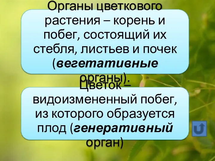 Органы цветкового растения – корень и побег, состоящий их стебля, листьев