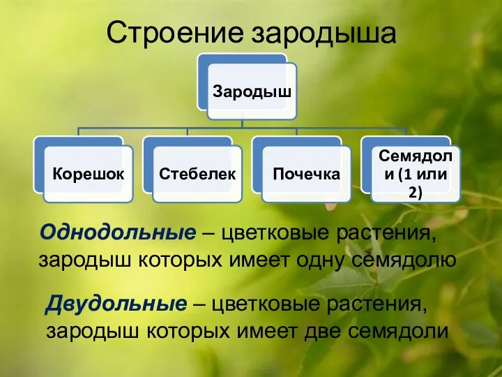 Строение зародыша Однодольные – цветковые растения, зародыш которых имеет одну семядолю