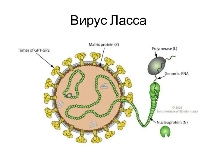 Вирус Ласса