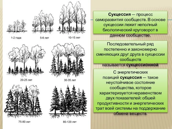 Сукцессия — процесс саморазвития сообществ. В основе сукцессии лежит неполный биологический