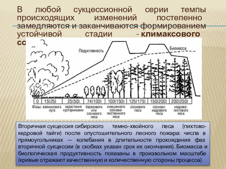 В любой сукцессионной серии темпы происходящих изменений постепенно замедляются и заканчиваются