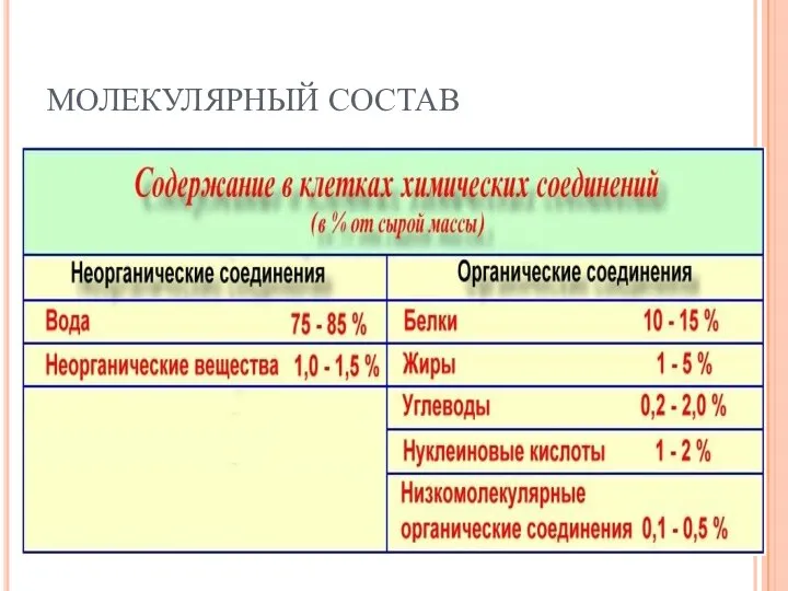 МОЛЕКУЛЯРНЫЙ СОСТАВ