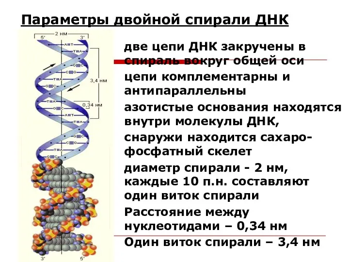 Параметры двойной спирали ДНК две цепи ДНК закручены в спираль вокруг