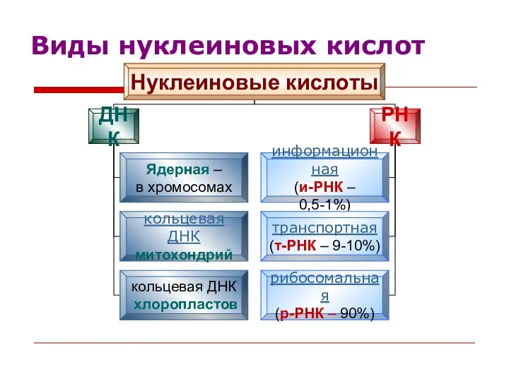 Виды нуклеиновых кислот