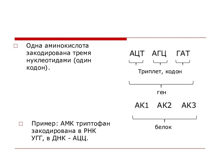 Одна аминокислота закодирована тремя нуклеотидами (один кодон). АЦТ АГЦ ГАТ Триплет,