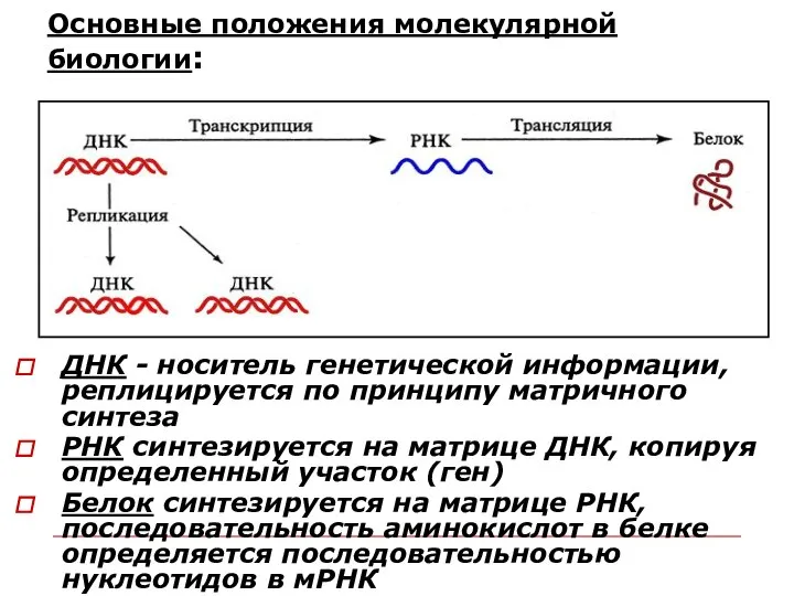 Основные положения молекулярной биологии: ДНК - носитель генетической информации, реплицируется по