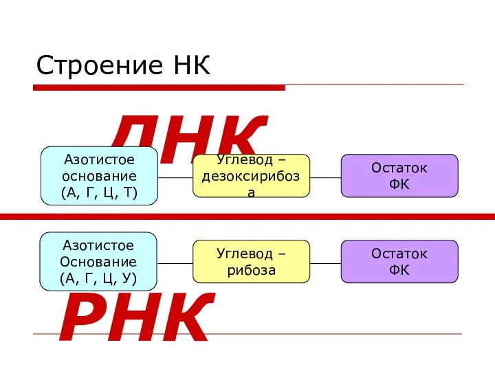 Строение НК Углевод – рибоза Азотистое Основание (А, Г, Ц, У)