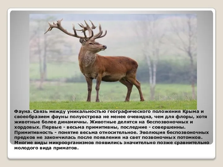 Фауна. Связь между уникальностью географического положения Крыма и своеобразием фауны полуострова