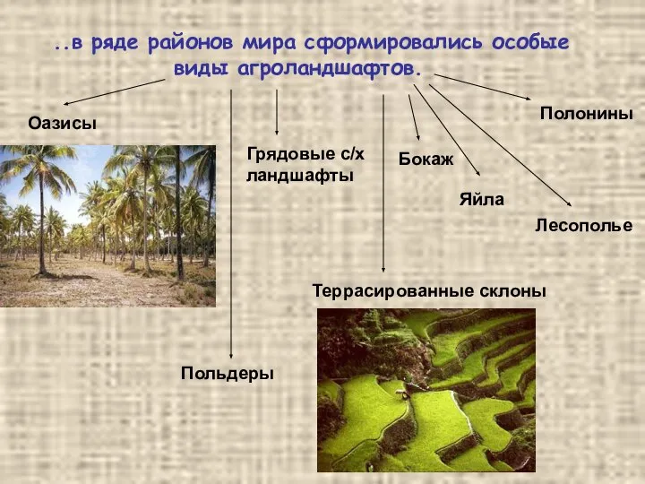 ..в ряде районов мира сформировались особые виды агроландшафтов. Оазисы Польдеры Грядовые