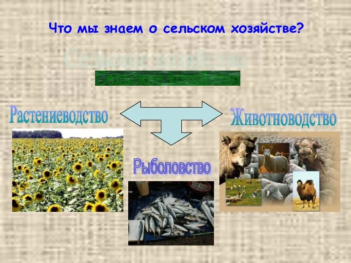 Что мы знаем о сельском хозяйстве? Сельское хозяйство Растениеводство Животноводство Рыболовство