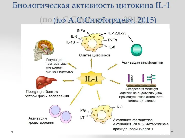 Биологическая активность цитокина IL-1 (по А.С.Симбирцеву, 2015)
