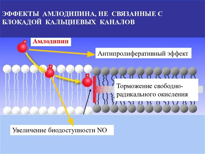 Увеличение биодоступности NO Торможение свободно- радикального окисления Амлодипин Антипролиферативный эффект ЭФФЕКТЫ