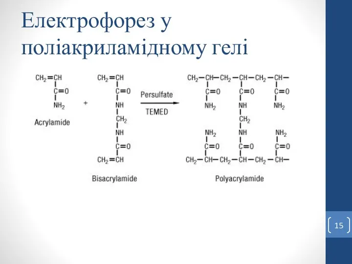 Електрофорез у поліакриламідному гелі