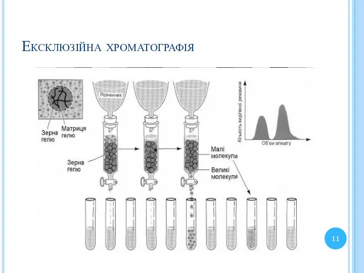 Ексклюзійна хроматографія