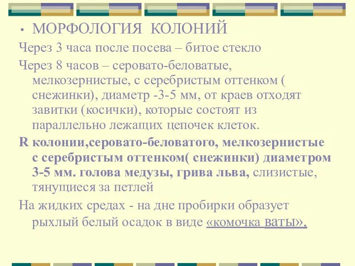 МОРФОЛОГИЯ КОЛОНИЙ Через 3 часа после посева – битое стекло Через