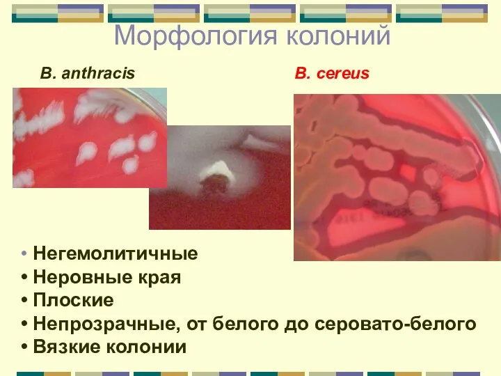 Морфология колоний Негемолитичные Неровные края Плоские Непрозрачные, от белого до серовато-белого