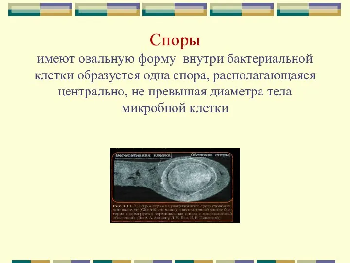 Споры имеют овальную форму внутри бактериальной клетки образуется одна спора, располагающаяся