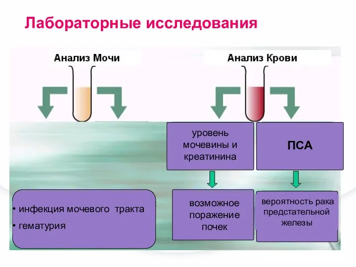 инфекция мочевого тракта гематурия уровень мочевины и креатинина возможное поражение почек