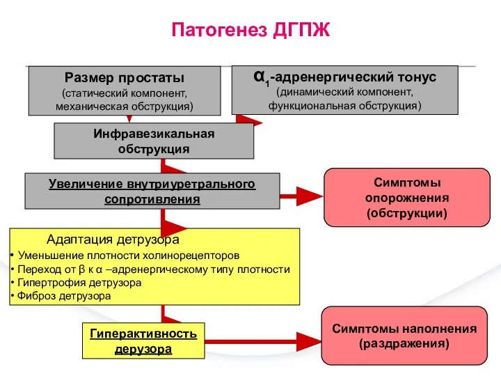 Адаптация детрузора Уменьшение плотности холинорецепторов Переход от β к α –адренергическому