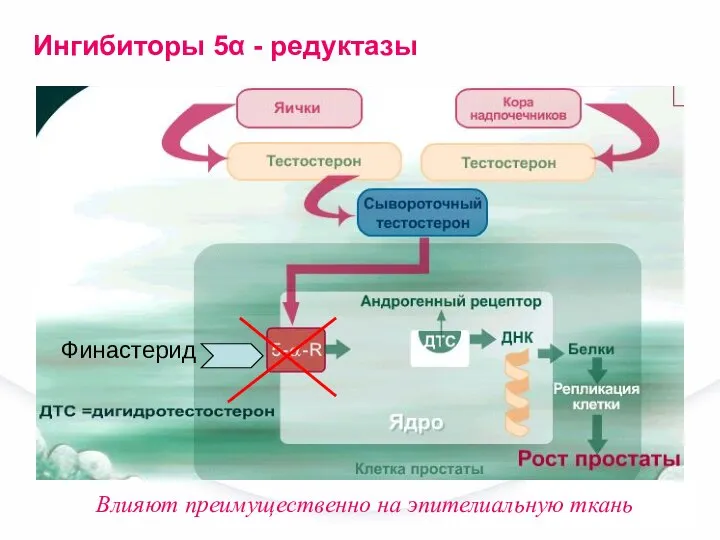 Финастерид Влияют преимущественно на эпителиальную ткань Ингибиторы 5α - редуктазы