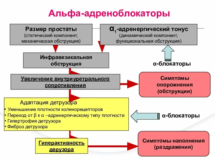 Адаптация детрузора Уменьшение плотности холинорецепторов Переход от β к α –адренергическому