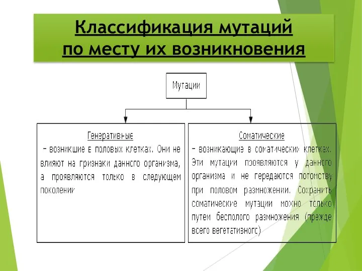 Классификация мутаций по месту их возникновения