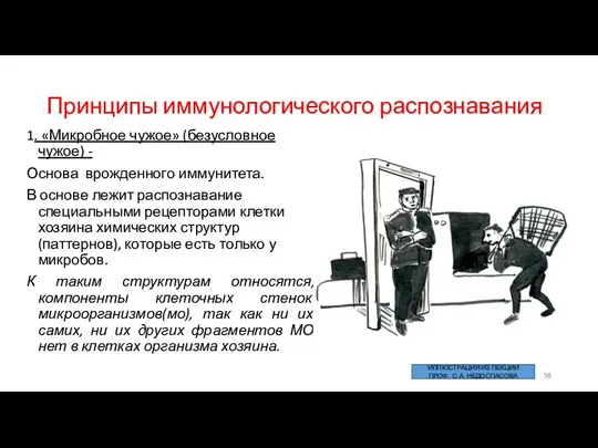 Принципы иммунологического распознавания 1. «Микробное чужое» (безусловное чужое) - Основа врожденного