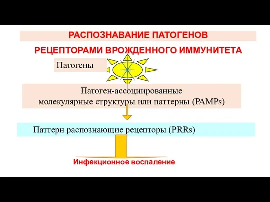 РАСПОЗНАВАНИЕ ПАТОГЕНОВ РЕЦЕПТОРАМИ ВРОЖДЕННОГО ИММУНИТЕТА Патогены Патоген-ассоциированные молекулярные структуры или паттерны