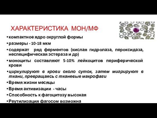 ХАРАКТЕРИСТИКА МОН/МФ компактное ядро округлой формы размеры - 10-18 мкм содержат