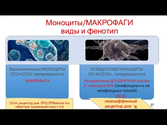 Моноциты/МАКРОФАГИ виды и фенотип CD14+ рецептор для ЛПС/ЛПБелков что облегчает взаимодействие