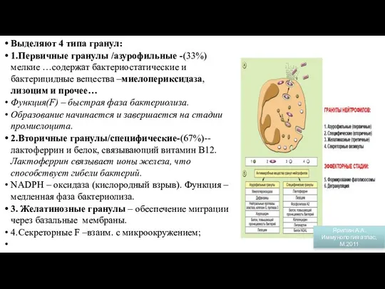 Гранулы нейтрофилов Выделяют 4 типа гранул: 1.Первичные гранулы /азурофильные -(33%) мелкие