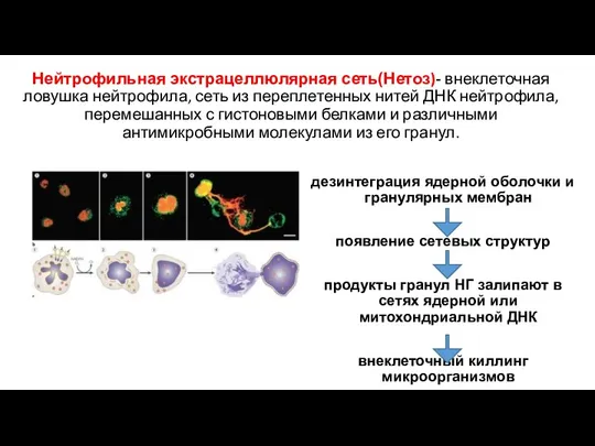 Нейтрофильная экстрацеллюлярная сеть(Нетоз)- внеклеточная ловушка нейтрофила, сеть из переплетенных нитей ДНК