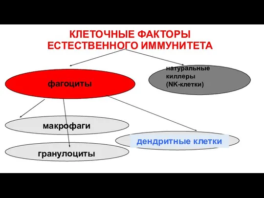 КЛЕТОЧНЫЕ ФАКТОРЫ ЕСТЕСТВЕННОГО ИММУНИТЕТА натуральные киллеры (NK-клетки) фагоциты макрофаги гранулоциты дендритные клетки