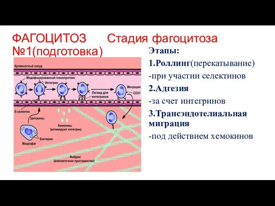 ФАГОЦИТОЗ Стадия фагоцитоза №1(подготовка) в очаг воспаления Этапы: 1.Роллинг(перекатывание) -при участии