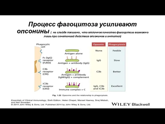 Процесс фагоцитоза усиливают опсонины ( на слайде показано , что отличное