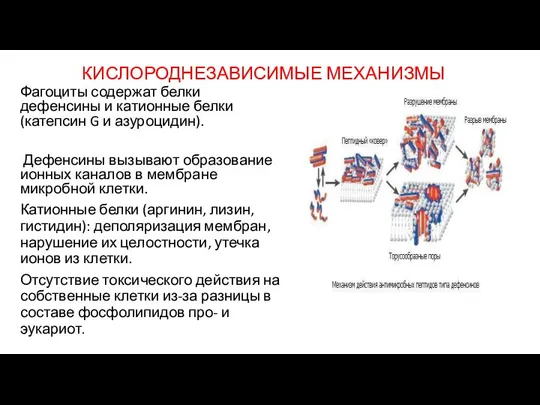 КИСЛОРОДНЕЗАВИСИМЫЕ МЕХАНИЗМЫ Фагоциты содержат белки дефенсины и катионные белки (катепсин G