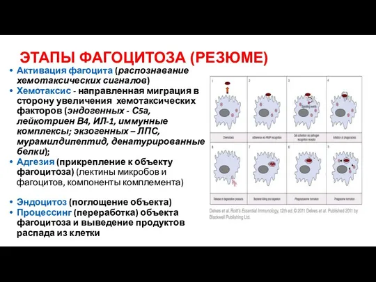 ЭТАПЫ ФАГОЦИТОЗА (РЕЗЮМЕ) Активация фагоцита (распознавание хемотаксических сигналов) Хемотаксис - направленная