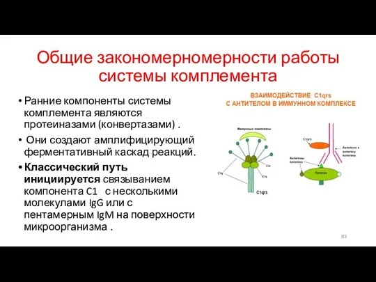 Общие закономерномерности работы системы комплемента Ранние компоненты системы комплемента являются протеиназами