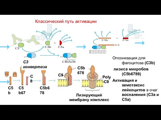 Классический путь активации Опсонизация для фагоцитоза (C3b)‏ лизиса микробов (С5b6789)‏ Активация