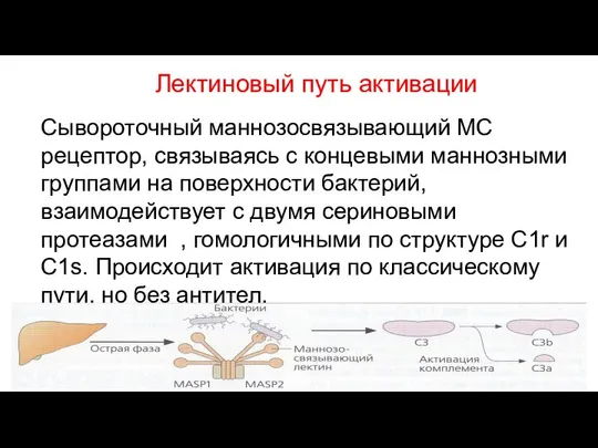 Лектиновый путь активации Сывороточный маннозосвязывающий МС рецептор, связываясь с концевыми маннозными