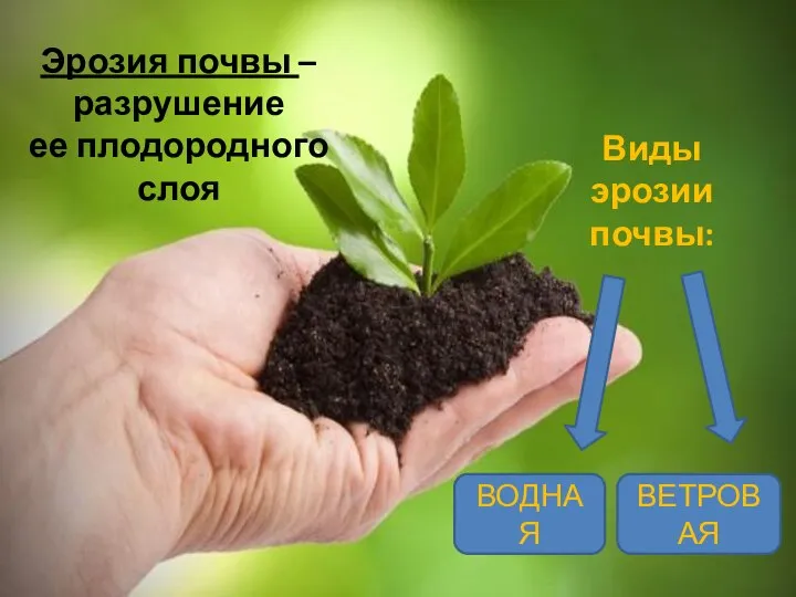 Эрозия почвы – разрушение ее плодородного слоя Виды эрозии почвы: ВОДНАЯ ВЕТРОВАЯ