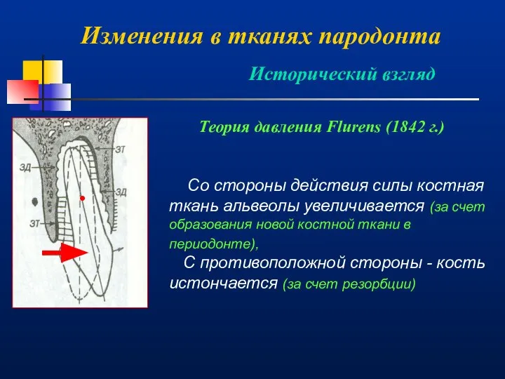 Изменения в тканях пародонта Исторический взгляд Теория давления Flurens (1842 г.)