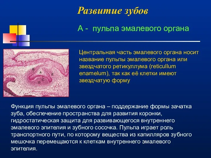 Развитие зубов Функция пульпы эмалевого органа – поддержание формы зачатка зуба,