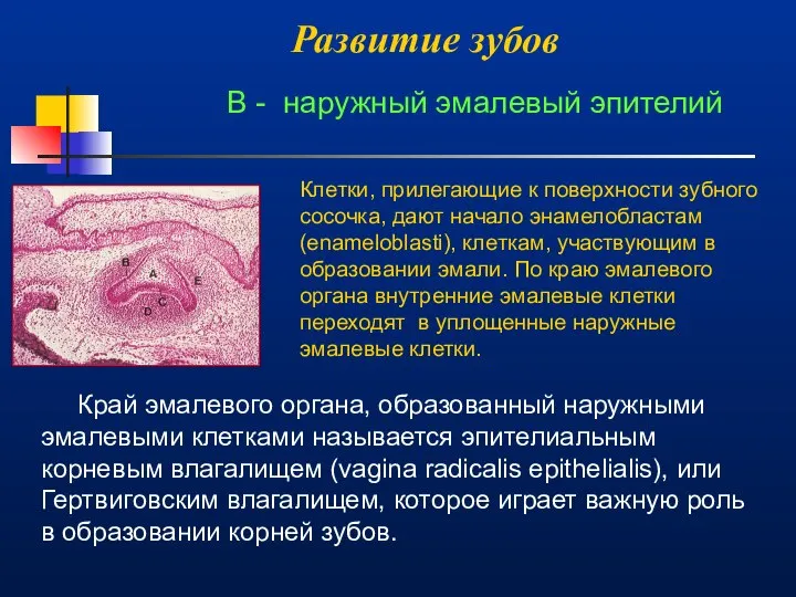 Развитие зубов Край эмалевого органа, образованный наружными эмалевыми клетками называется эпителиальным