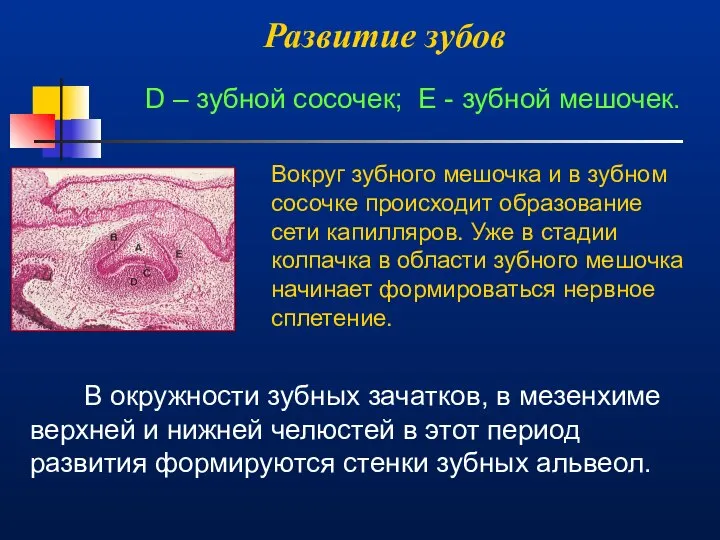 Развитие зубов D – зубной сосочек; E - зубной мешочек. Вокруг